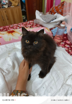 Persian male cat traditional